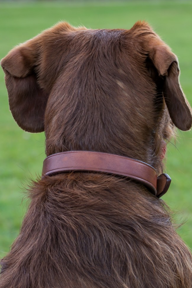 Handcrafted dog outlet collars